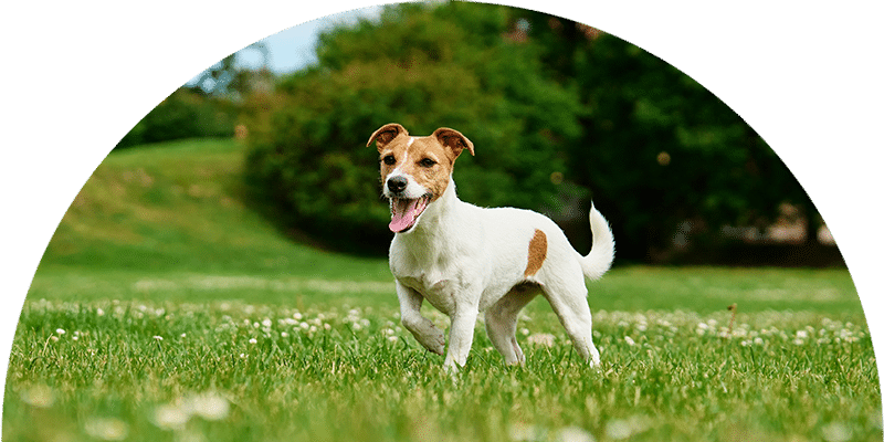 A small white dog with brown spots stands on green grass in a park, looking forward with its mouth open and tongue out. Trees and a blue sky are visible in the background.