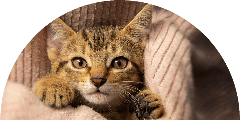 A brown tabby kitten with big eyes peeks out from between soft, pink, ribbed fabric, looking directly at the camera with its front paws visible.