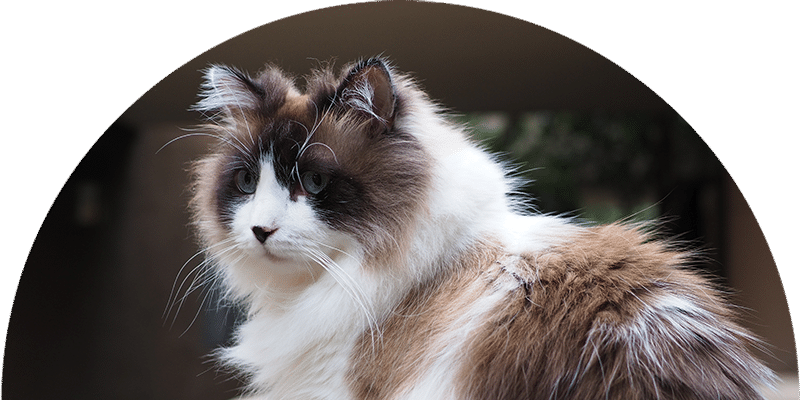 A fluffy cat with long fur, white and brown markings, and blue eyes sits outdoors, looking slightly to the side, with a soft focus background.