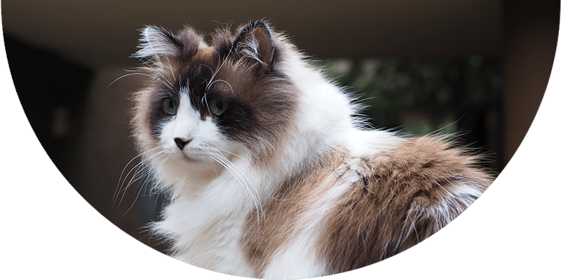 A fluffy, long-haired cat with brown, white, and black fur and blue eyes sits outdoors, looking to the left. The background is blurred.