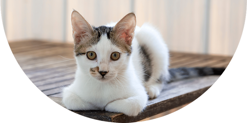 A white and gray kitten with green eyes lies on a wooden table, looking directly at the camera. The background is softly blurred, making the kitten the main focus of the image.