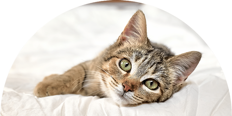 A tabby cat with green eyes lies on a white bed, gazing directly at the camera with its head resting on the blanket and one paw stretched forward.