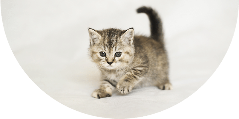 A small gray tabby kitten with blue eyes stands on a white surface, looking forward with one paw raised as if about to walk.