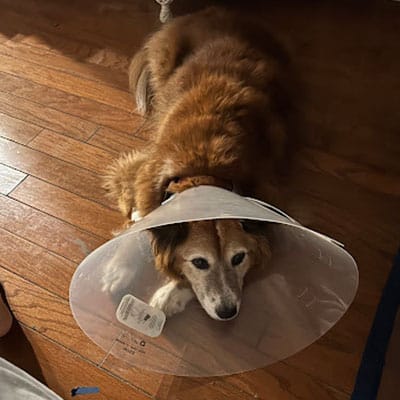 A brown dog with a white face lies on a wooden floor, wearing a clear plastic cone collar around its neck. Sunlight partially illuminates the dog and floor.