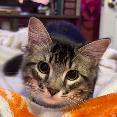 A close-up of a tabby kitten with big round eyes lying on a soft white and orange blanket, with books and household items blurred in the background.